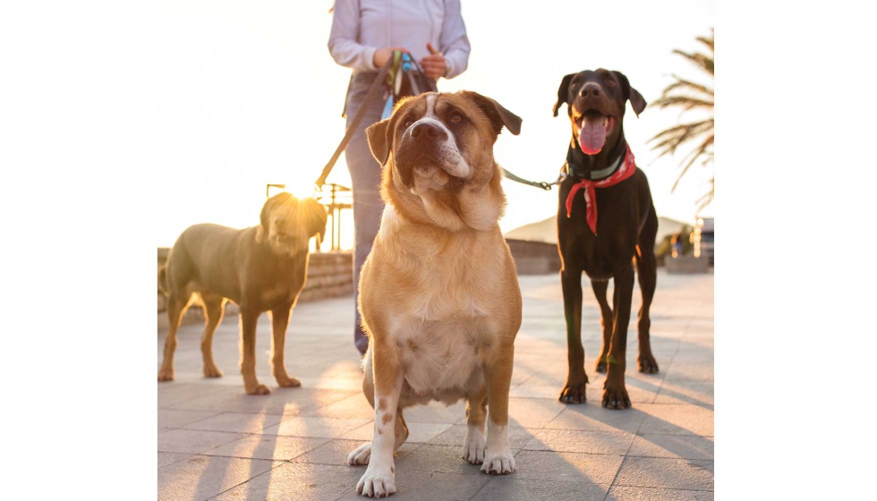 Desde 2022, Barkibu cuenta con actividad en Alemania y en 2024 lleg Francia. En Espaa tiene ms de 50.000 clientes