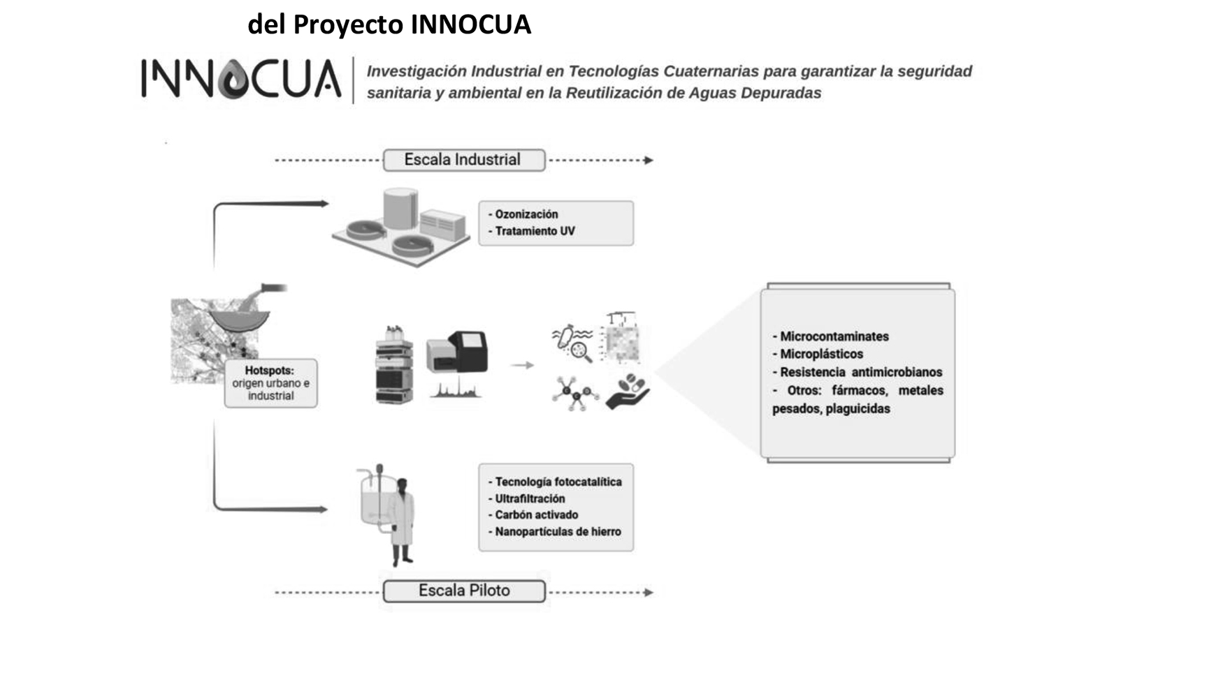 Representacin esquemtica de las etapas de desarrollo