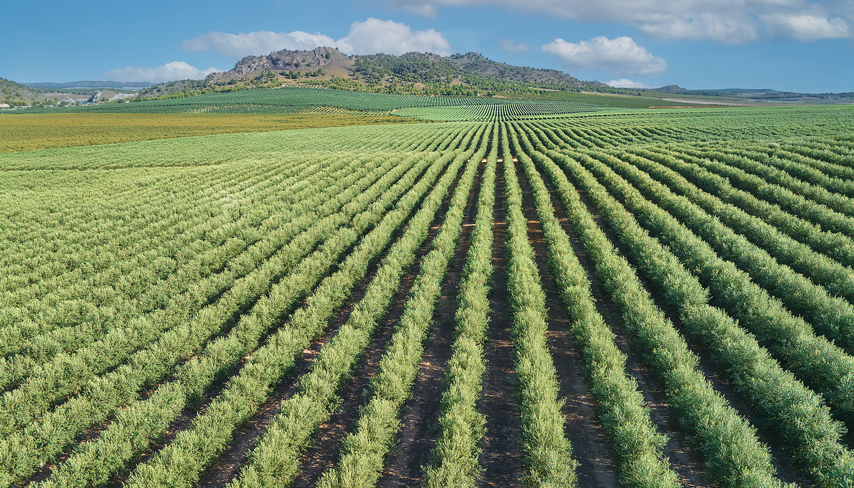 Acciona, "reconocida como lder en el ciclo integral del agua, pone a disposicin de la agricultura soluciones innovadoras y sostenibles...