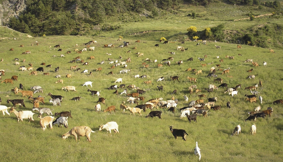 Rebao extensivo en el campo