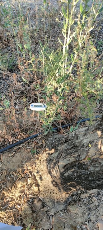 Recogida de datos de los olivos extremeos