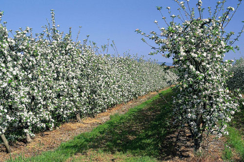 Plantacin de manzanos en el Bierzo