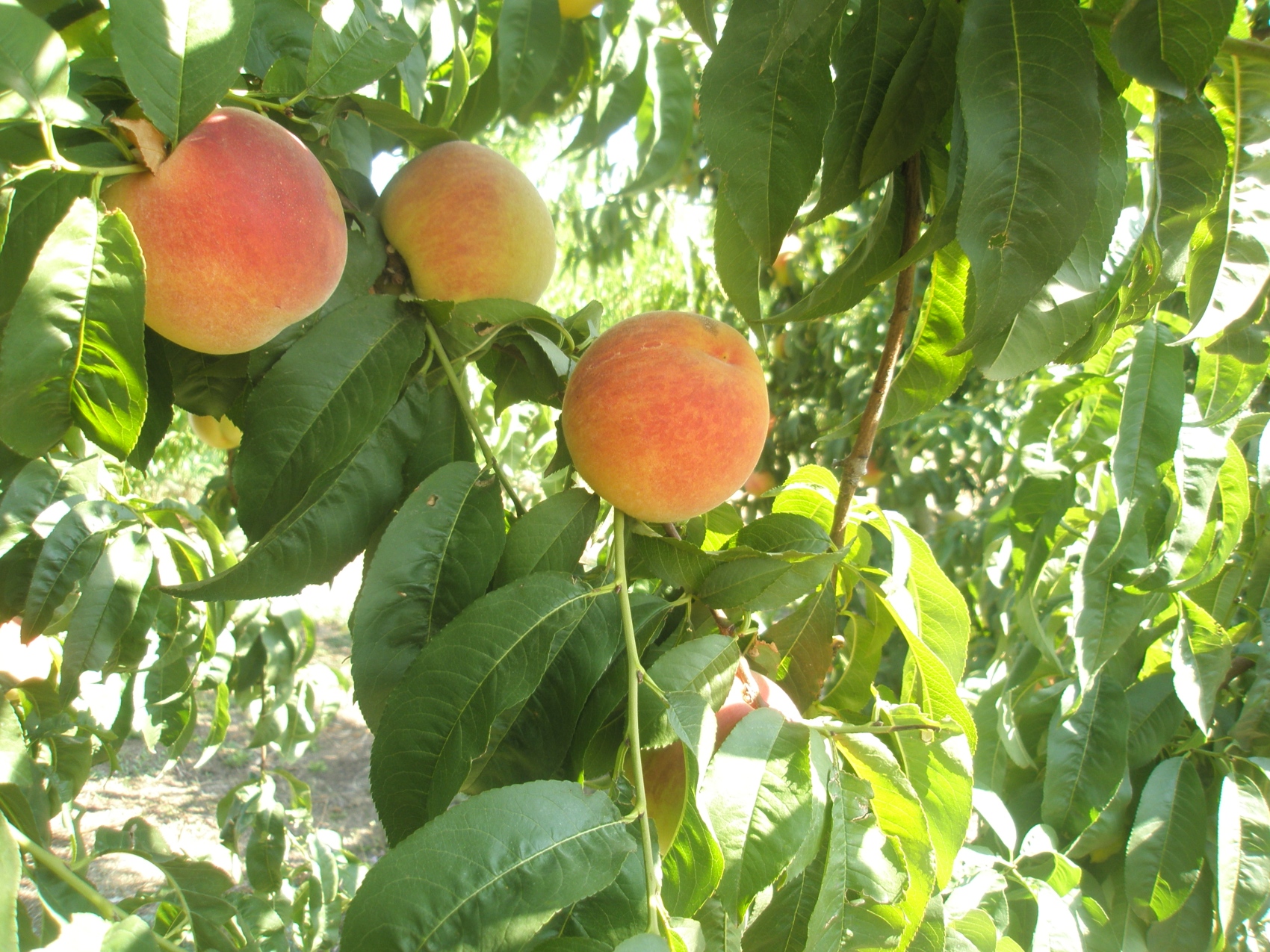 Imagen de una finca con melocotones