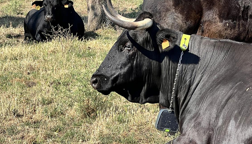 Foto de Tecnologa puntera con GPS y satlite para mejorar el rendimiento de los pastos