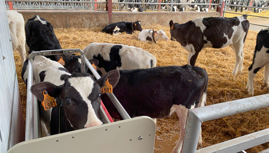 Nave de novillas con cabina para suministrar el pienso para que los animales se acostumbren al robot de ordeo