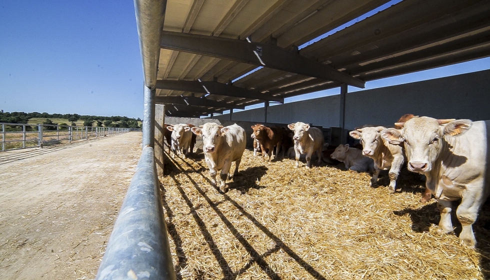 Explotacin de vacuno de carne integrada en Dehesa Grande