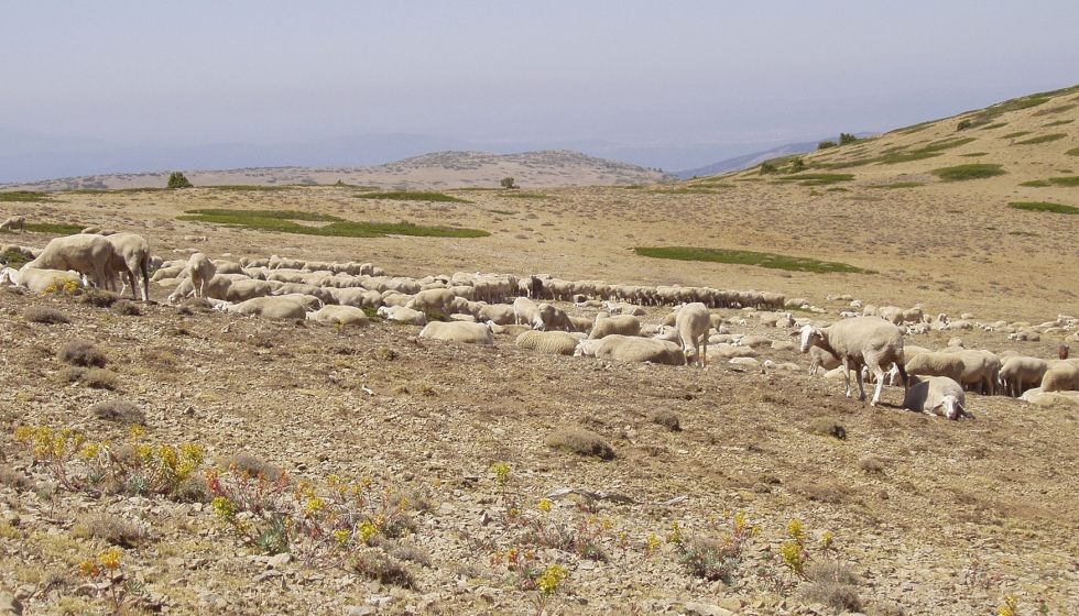 Rebao de Rasa Aragonesa