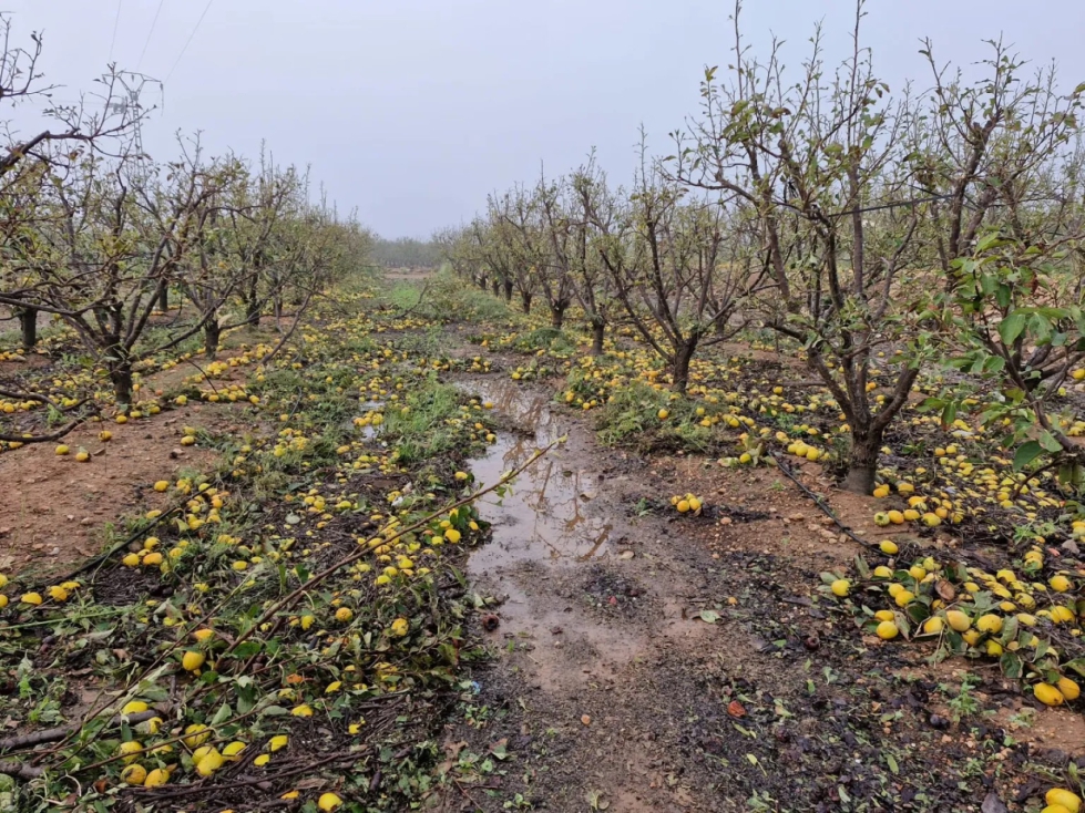 Efectos de la DANA en una parcela agrcola. Efeagro/Agroseguro