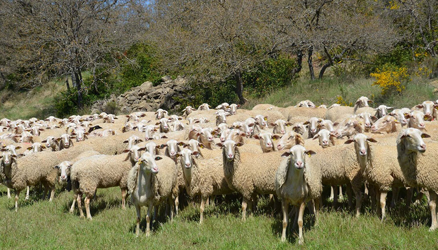 Rebao de ovejas en una zona de monte