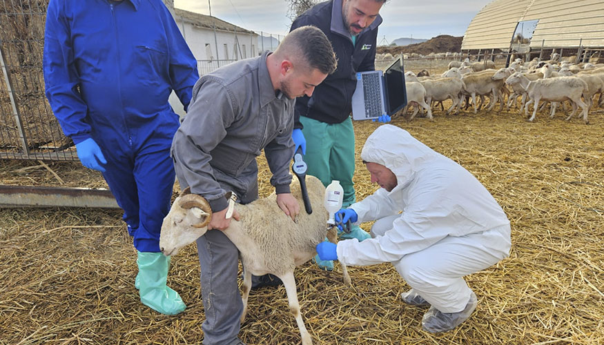 Vacunacin contra la lengua azul en un rebao de pequeos rumiantes de la Regin de Murcia