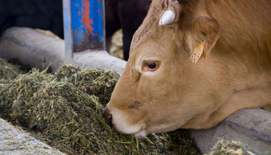 Terneras comiendo una mezcla de raigras, pastone y girasol / Marisa Mas - Cal Sargaire