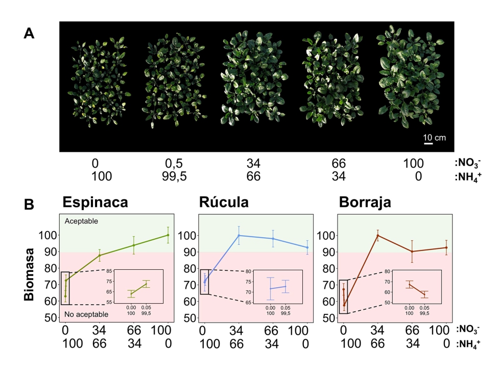 Figura 1. Rendimiento de la espinaca, rcula y borraja con los distintos ratios nitrato:amonio (%:%)...