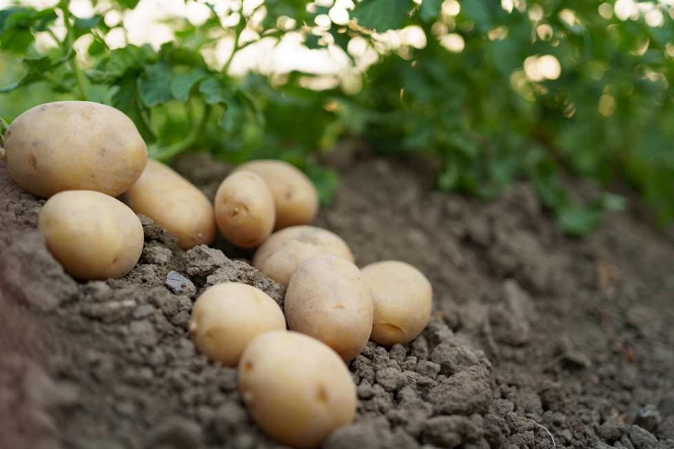 Foto de Produccin sostenible de patata para la soberana alimentaria