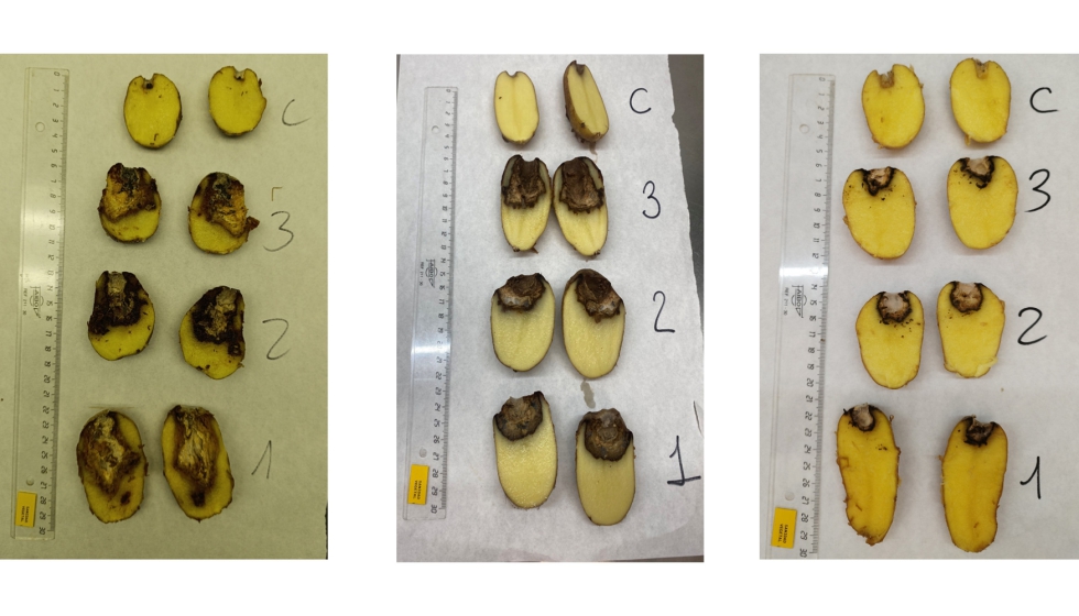 Figura 3. Niveles de susceptibilidad al hongo F. sambucinum