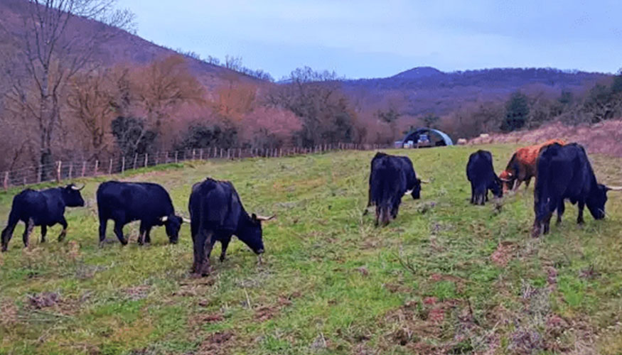 Vacas pastando en el espacio Aleko de Vitoria