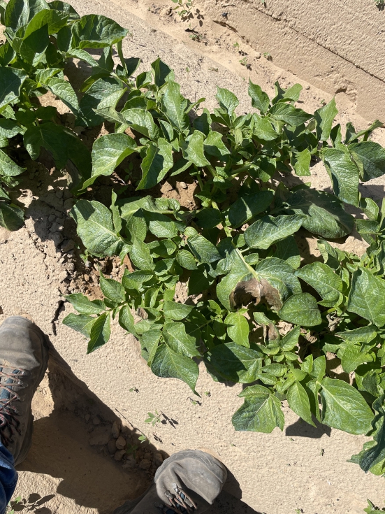 Gracias a esta tecnologa, fue posible actuar nicamente en las reas afectadas, minimizando los daos al cultivo y reduciendo el impacto ambiental...