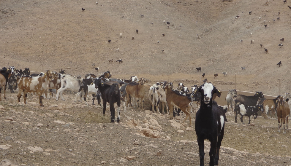 Ganado caprino en Fuerteventura