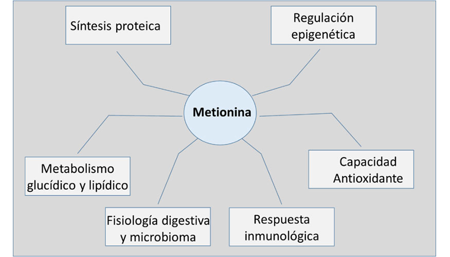 Figura 1. La metionina interviene en m�ltiples funciones biol�gicas