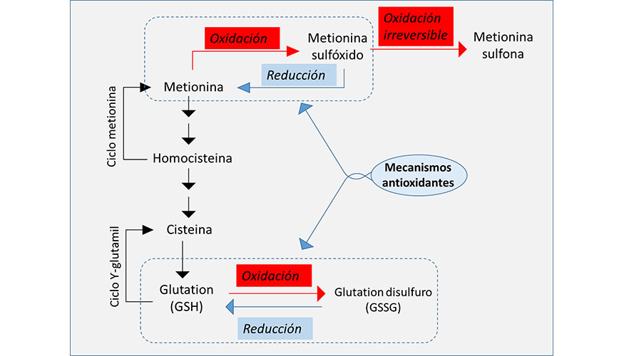 Figura 5. Mecanismos antioxidantes relacionados con la metionina