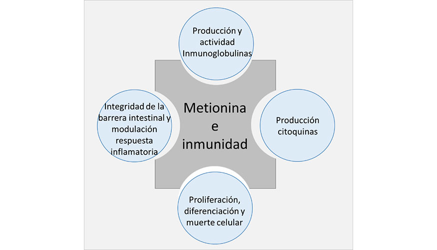 Figura 6. Relaci�n entre metionina y respuesta inmunol�gica