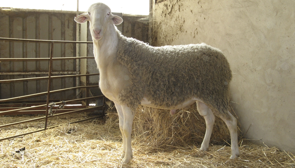 Semental de la raza ovina Manchega