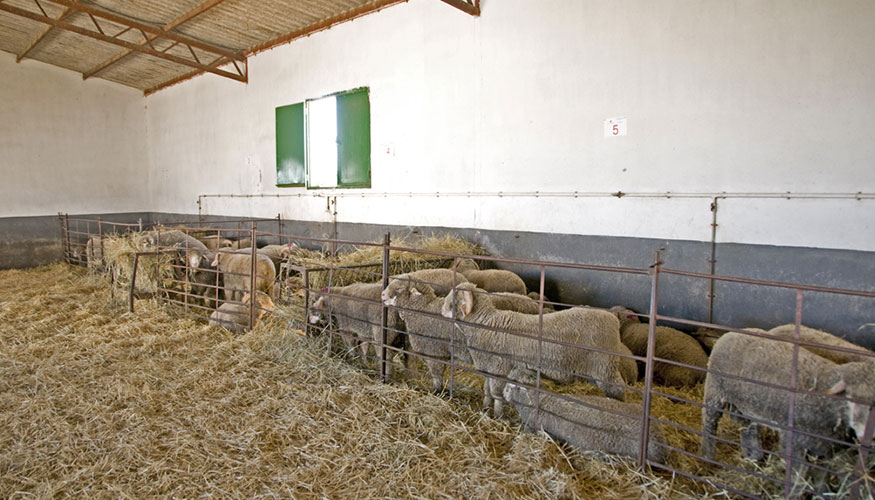 Ejemplares de la raza Merino Precoz en la finca El Cuartillo de la Diputacin Provincial de Cceres