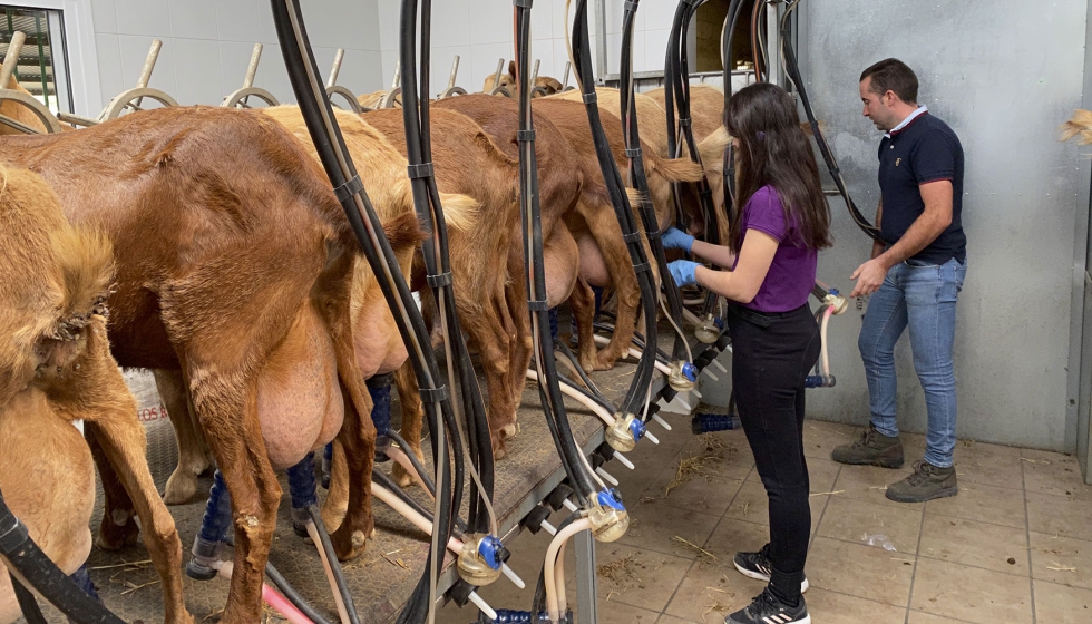 Ordeo de un lote de cabras de raza Malaguea