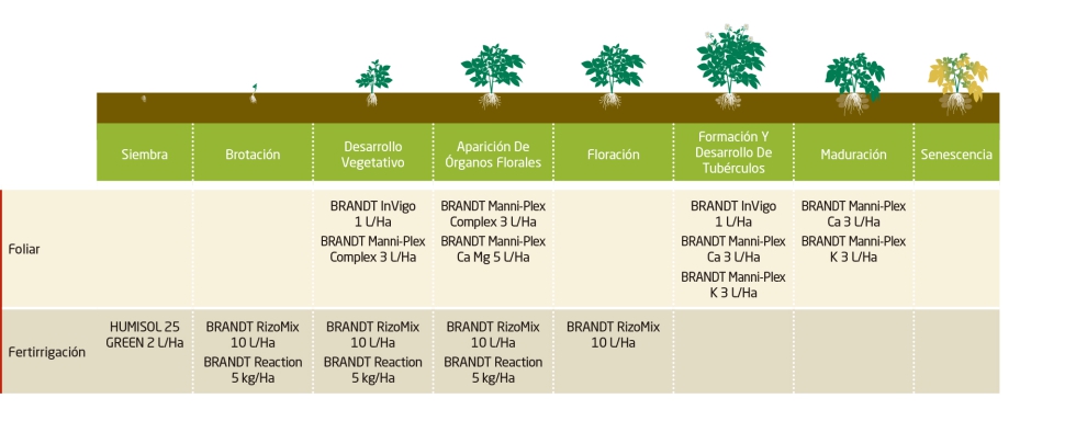 Grfico 1. Estrategia de fertilizacin BRANDT