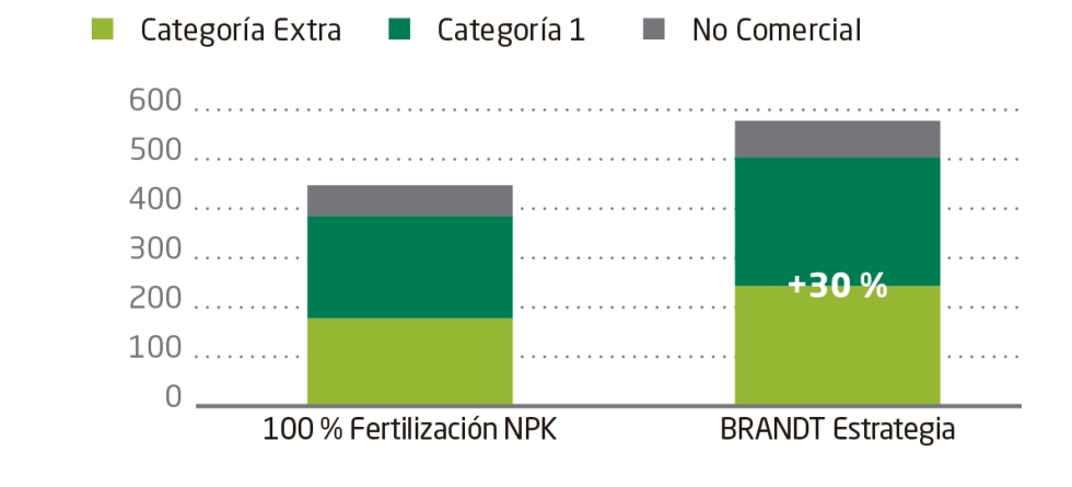 Grfico 2. Nmero de tubrculos por categoria y parcela (30 m2)