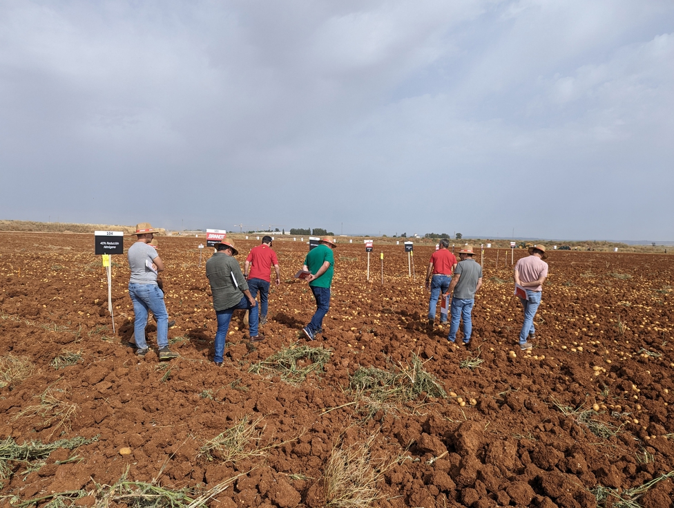 Ensayo en patata efectuado en 2024 en colaboracin con las empresas AGRICO y SGS