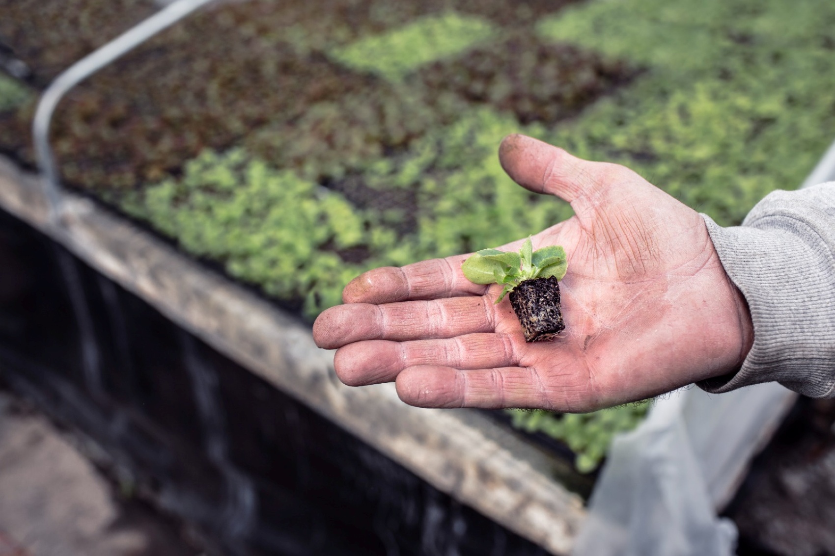 Imagen de un semillero para la produccin de lechuga