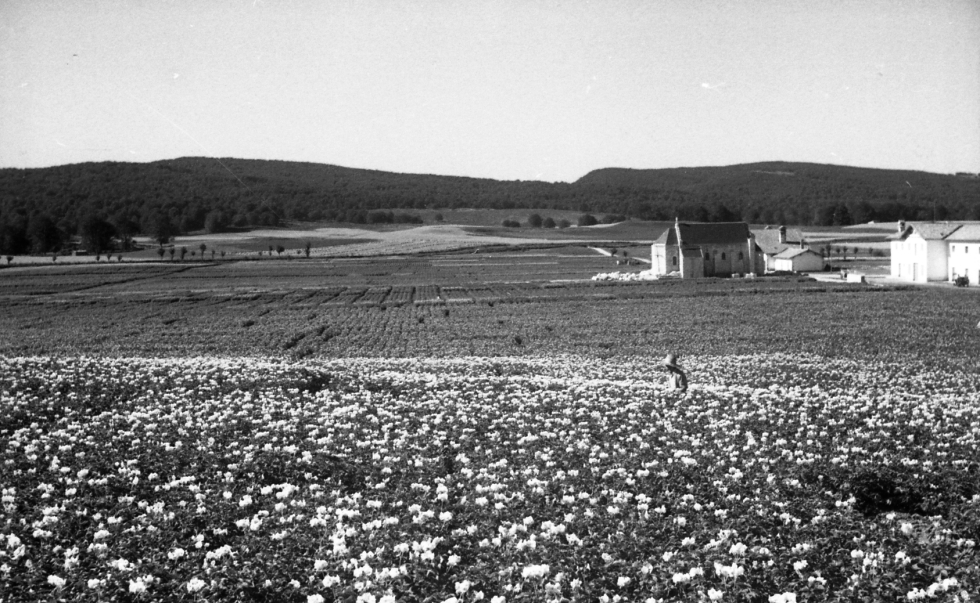 Vista de la Granja Modelo de Iturrieta de lava en la dcada de los aos 50 cuando la seleccin genealgica era la estrategia para el saneamiento de...