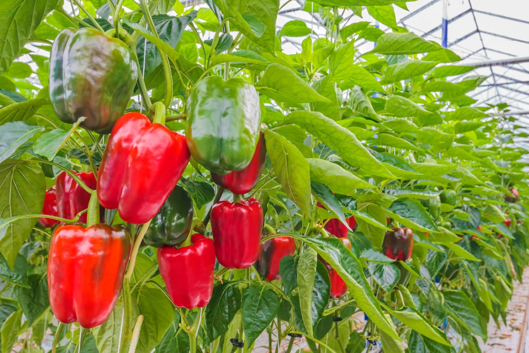 Imagen de un cultivo de pimiento