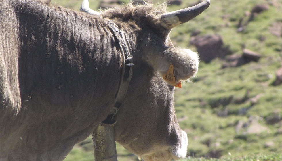 Una vaca en una zona de pastos