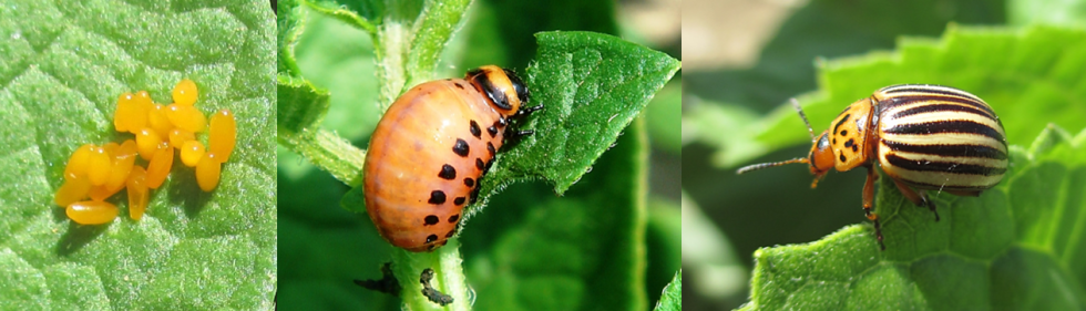 Foto 1. Escarabajo de la patata: huevos, larva y adulto