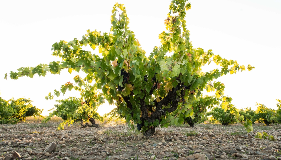 De pie franco, las vi�as viejas, algunas de hasta 200 a�os...