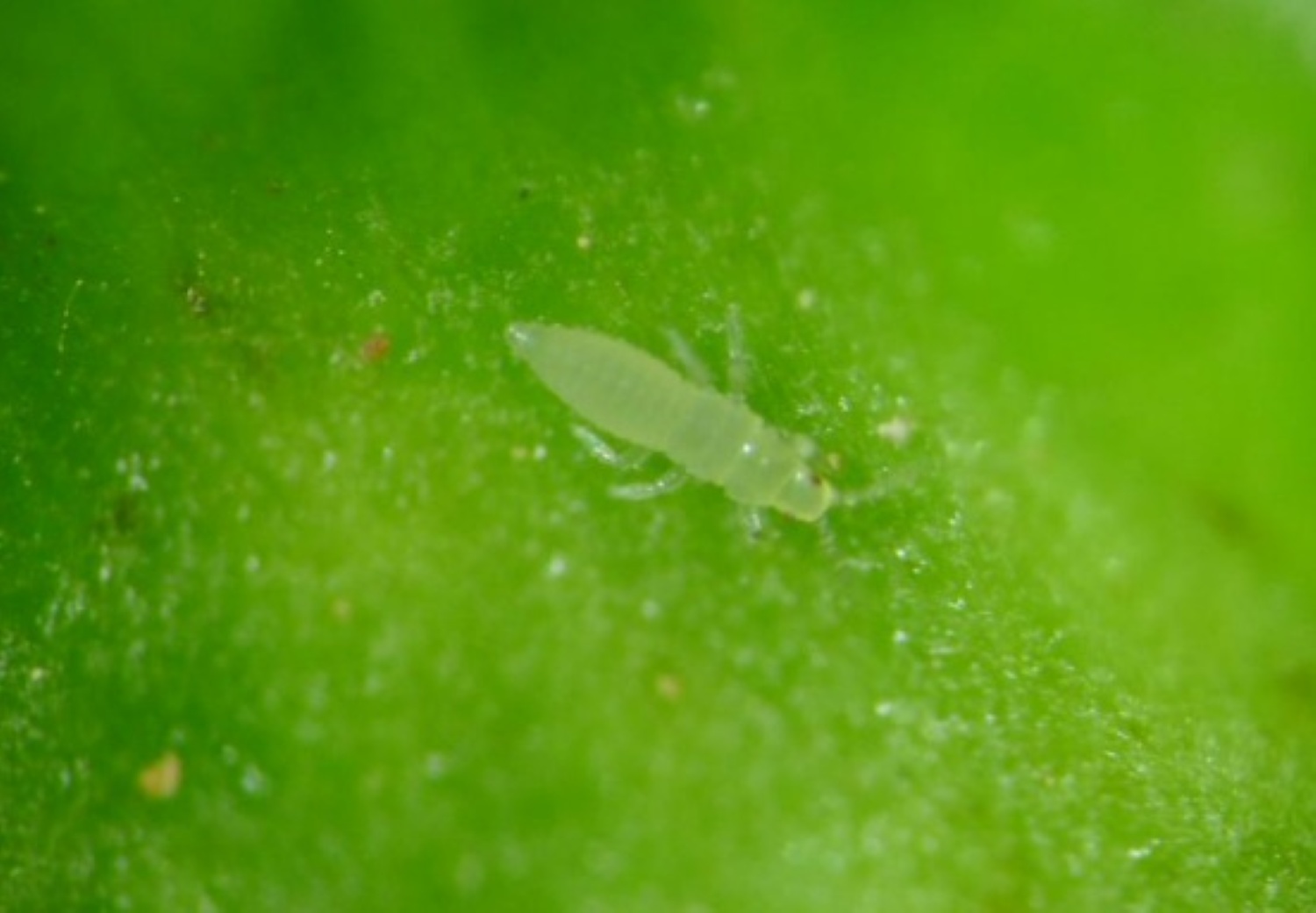 Larva Scirtothtips aurantii. Imagen del IVIA