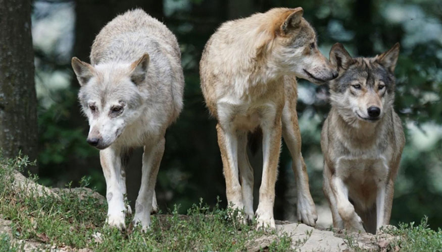 Ejemplares de lobo