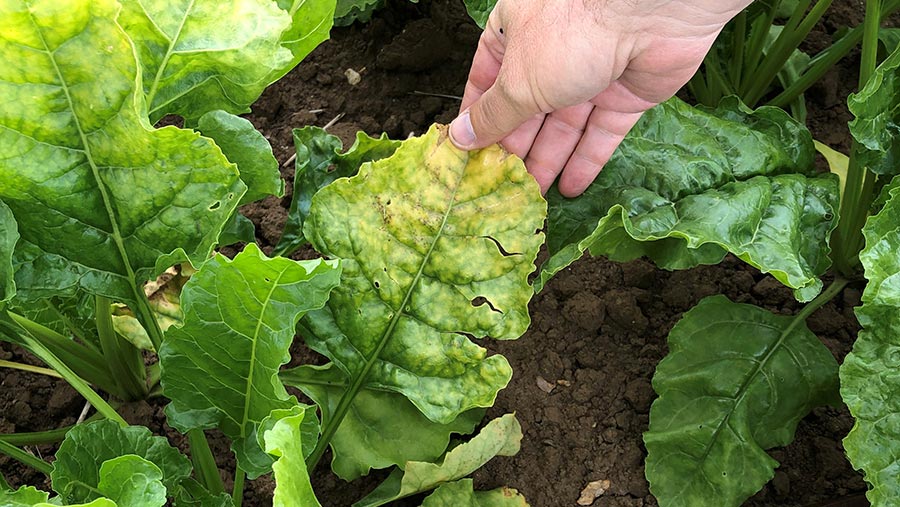 Virus amarillo en el cultivo de remolacha