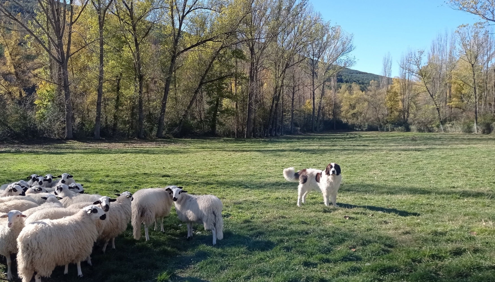 Rebao de ovejas con perro pastor