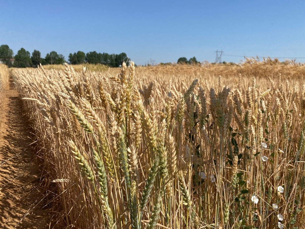 La CE preparar una Estrategia de Resiliencia Hdrica para abordar la acuciante necesidad de usos ms eficientes del agua en la agricultura...