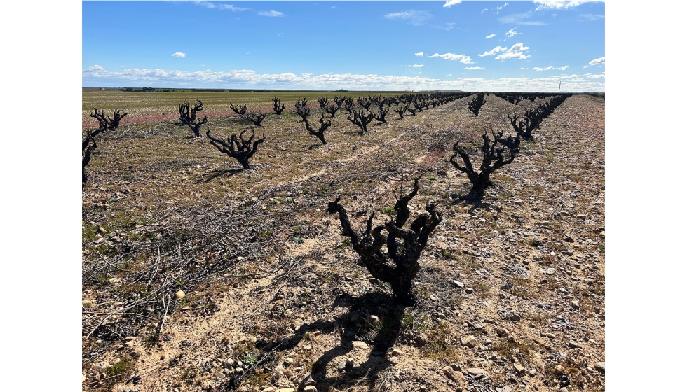 IBERVITIS estudiar una nueva metodologa de seleccin policlonal del material vegetal en siete variedades ibricas