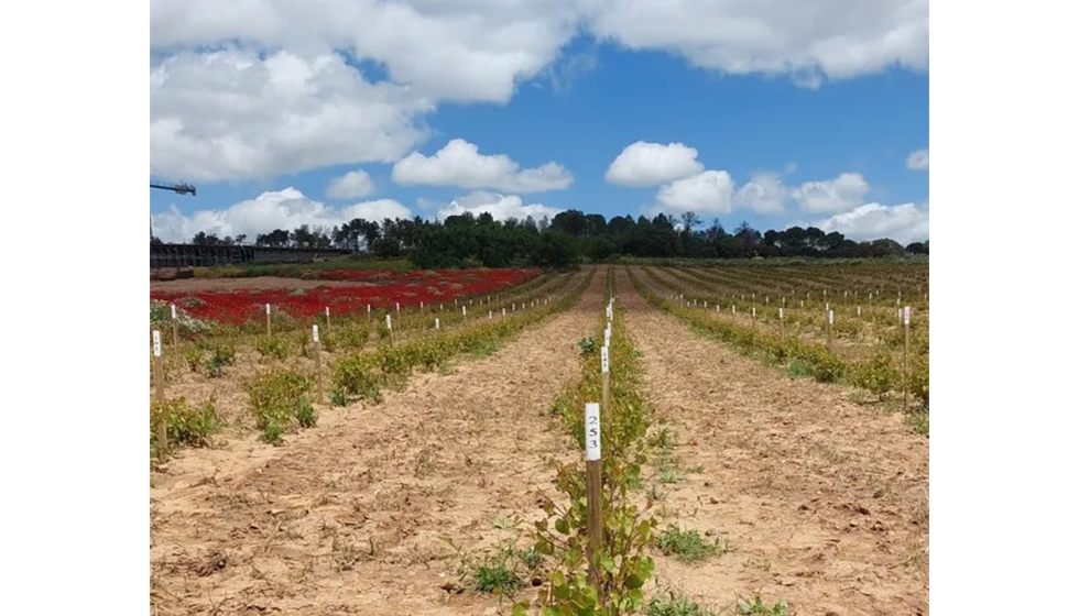 La seleccin policlonal se aplicar en Albario, Arinto, Godello, Sercial, Rabo de ovelha, Rufete y Tempranillo