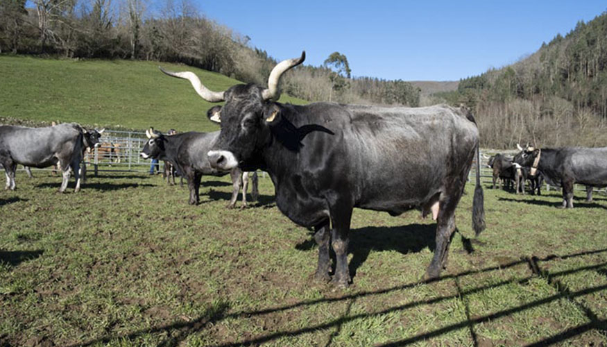 Ejemplares de raza Tudanca