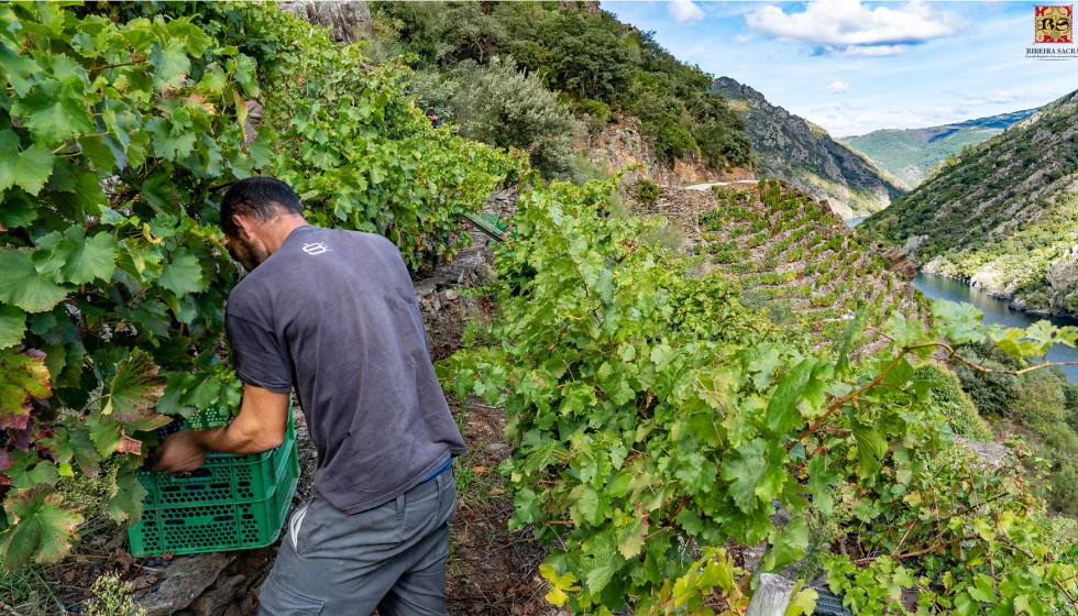 La Denominacin de Origen Ribeira Sacra inicia la delimitacin planimtrica de la zona de produccin