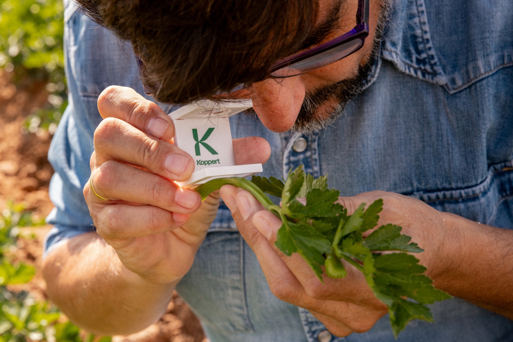 Medidas de biocontrol efectuadas por Koppert en cultivo al aire libre