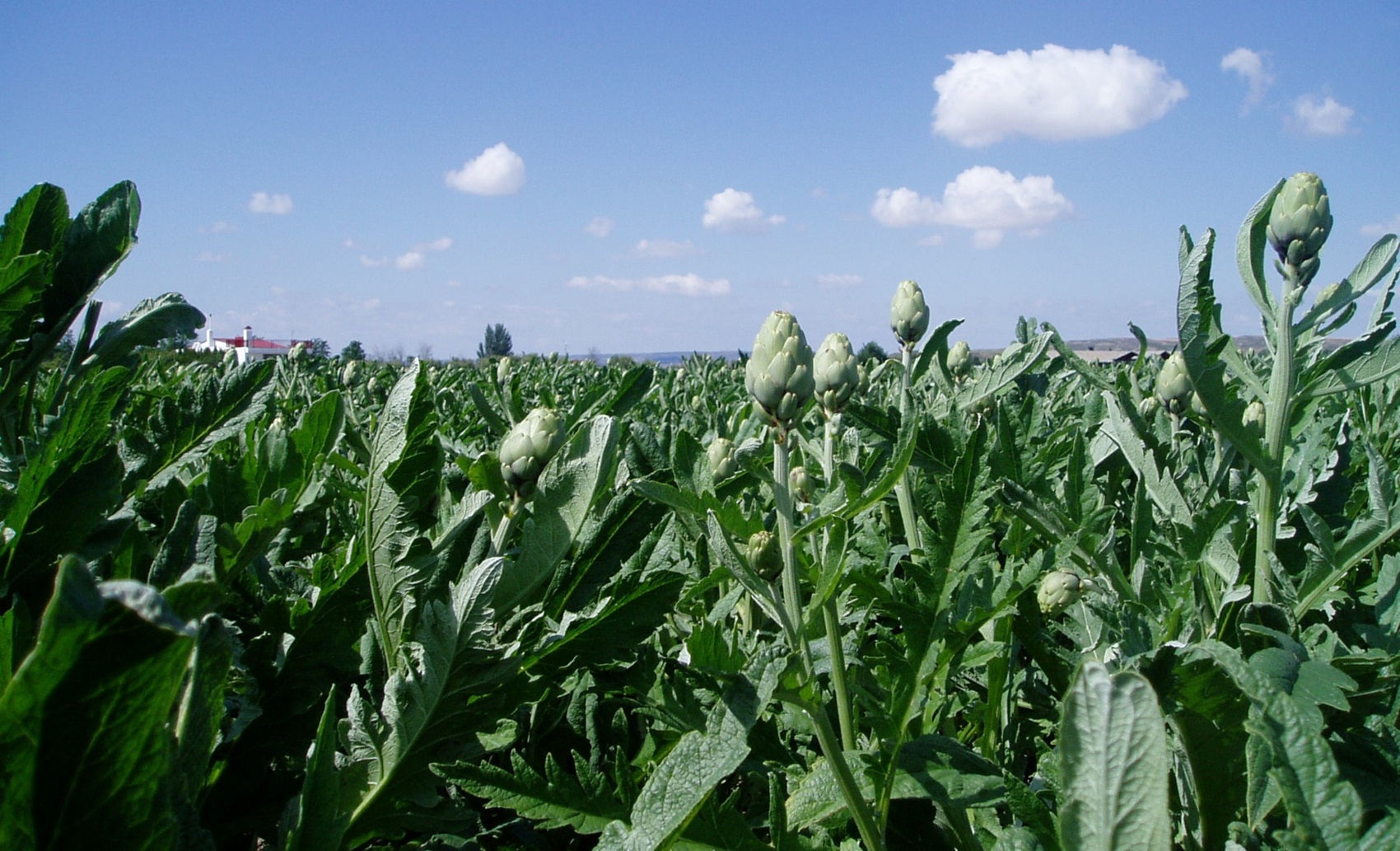 Plantacin de alcachofa blanca de Tudela