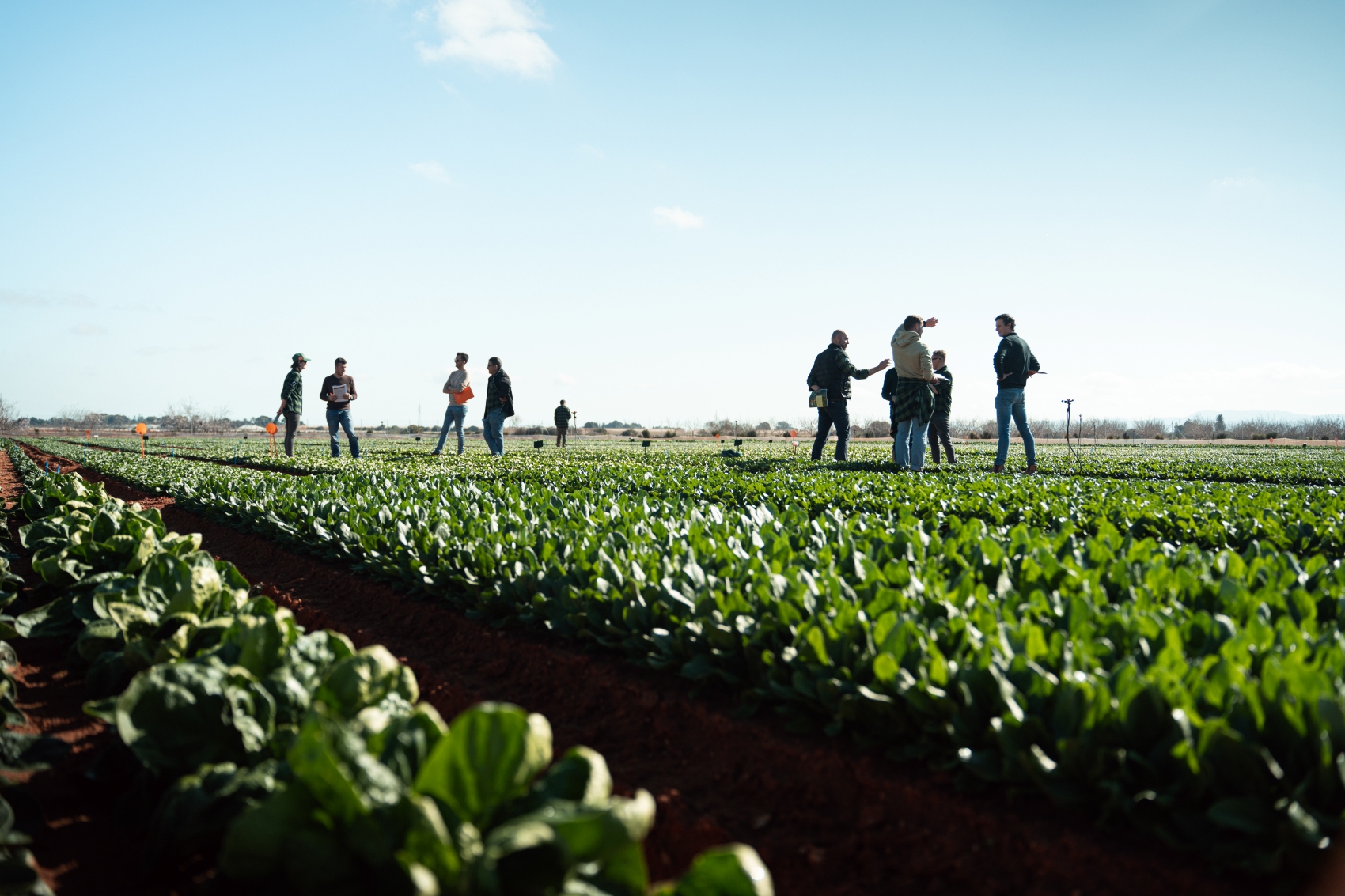 Jornada de puertas abiertas de KWS Vegetables, en su campo de ensayo en Miranda (Murcia)