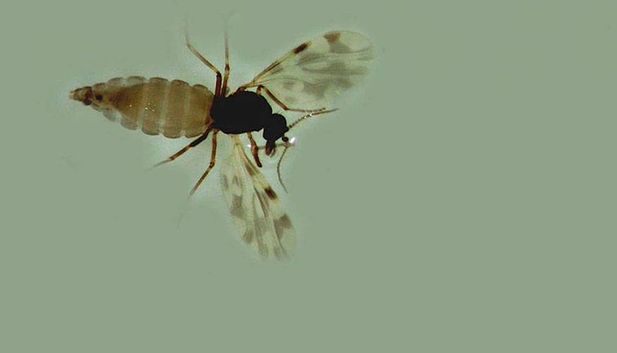 Mosquito Culicoides, principal vector del virus de la lengua azul