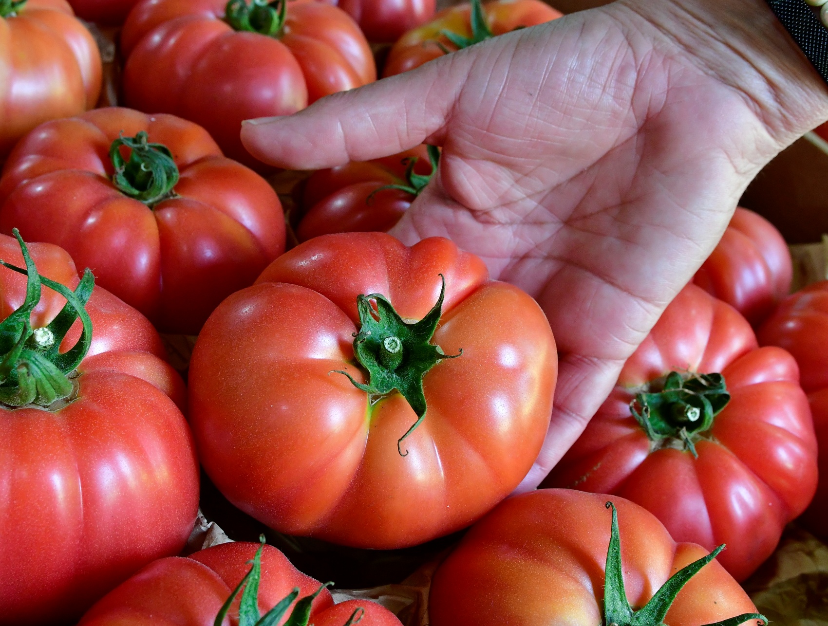 Tomates asurcados, expuestos en el stand de CASI en ediciones anteriores de Infoagro Exhibition